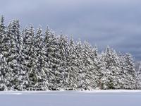 Neu verschneite Fichtenreihe am Waldrand im Sonnenlicht